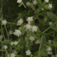Parthenium hysterophorus L.